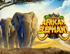 African Elephant